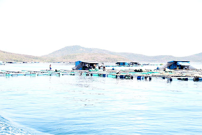 Hiện tại Vạn Ninh có rất nhiều bè nuôi thủy sản của người dân ngoài tỉnh.  