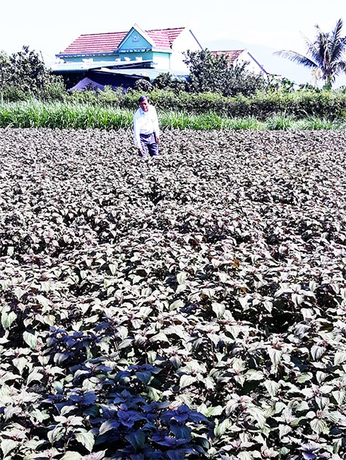 Mô hình chuyển đổi đất trồng lúa kém hiệu quả sang trồng rau tía tô mang lại thu nhập ổn định cho người dân.