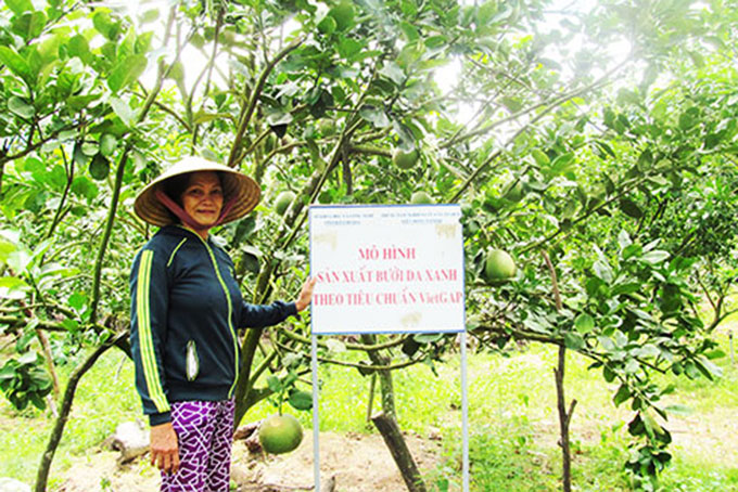 55 hộ được cấp giấy chứng nhận VietGAP