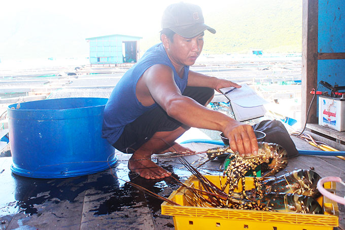 Xuất khẩu tôm hùm sang Trung Quốc đang gặp khó.