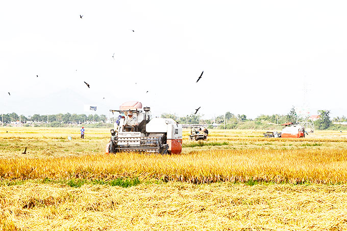 Nông dân Diên Khánh thu hoạch lúa.