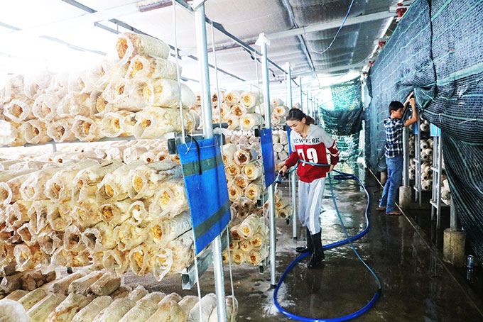 Mô hình sản xuất nấm sạch An Lộc, phường Ninh Diêm, thị xã Ninh Hòa.