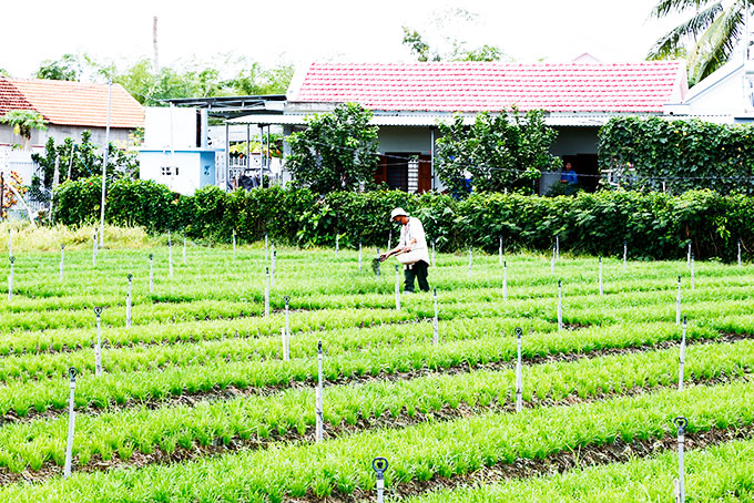 Mô hình trồng hẹ ở thôn Phước Thuận đang mang lại hiệu quả.