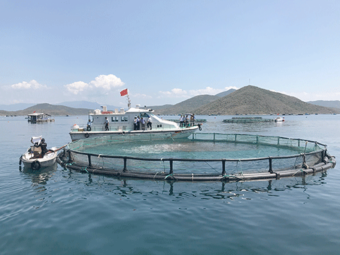 Một trang trại nuôi cá biển quy mô công nghiệp tại vịnh Vân Phong