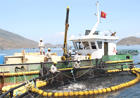 Thu hoạch cá chim vây vàng thương phẩm tại trang trại của Viện Nghiên cứu Nuôi trồng thủy sản 1 (tại vịnh Vân Phong, tỉnh Khánh Hòa))