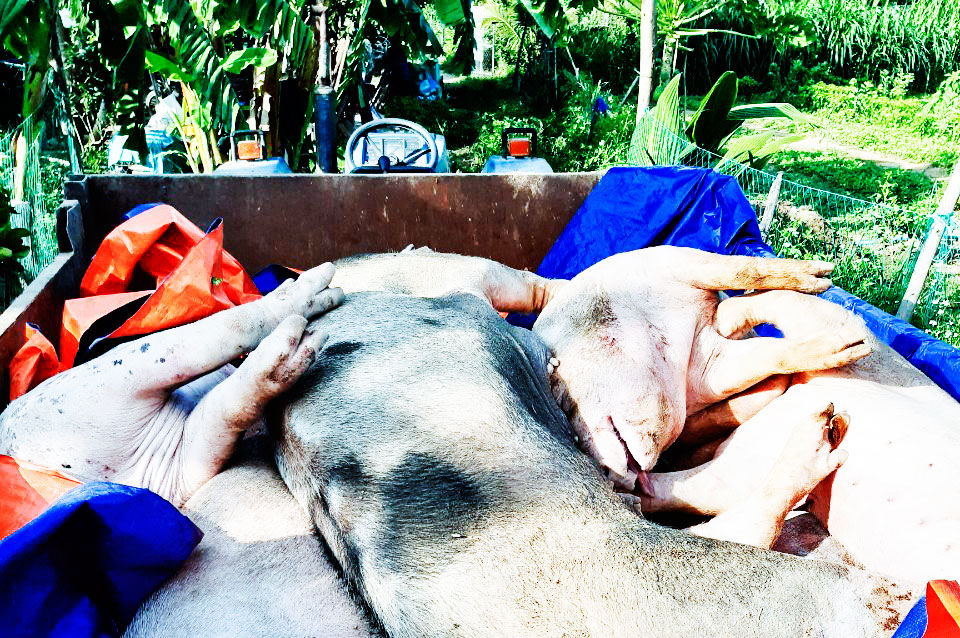 Cam Ranh công bố dịch tả heo châu Phi