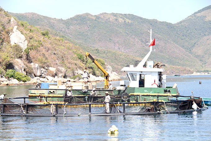 Khu vực nuôi cá chim vây vàng thương phẩm của Viện Nghiên cứu nuôi trồng thủy sản I.
