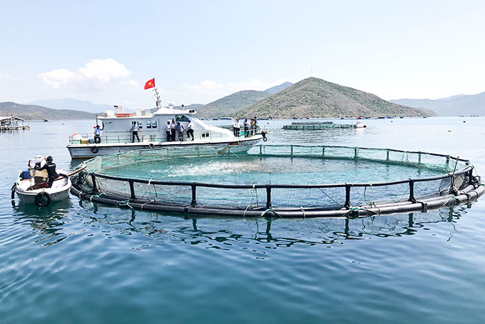 Một góc trang trại nuôi biển của Viện Nghiên cứu nuôi trồng thủy sản I tại Vịnh Vân Phong.