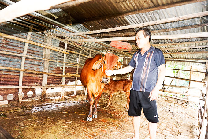 Gia đình ông Nguyễn Tấn Hoa (xã Suối Cát) vay vốn nuôi bò.