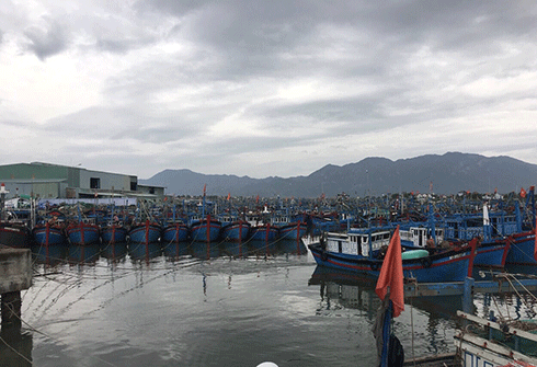 Các tàu cá được sắp xếp neo đậu tại Khu neo đậu tránh trú bão Ninh Hải (thị xã Ninh Hòa)
