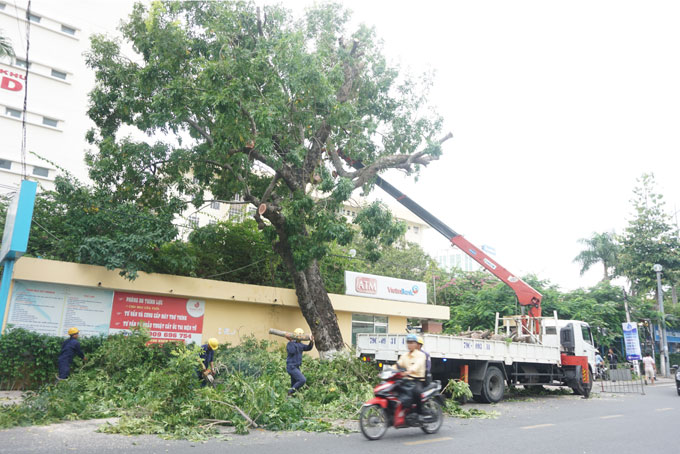 Công nhân Công ty Cổ phần Môi trường đô thị Nha Trang cắt tỉa cây xanh trước bão.