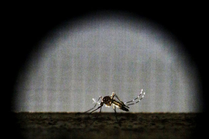 Việc phát hiện muỗi từ rất xa sẽ giúp con người có biện pháp phòng vệ kịp thời trước mầm bệnh 