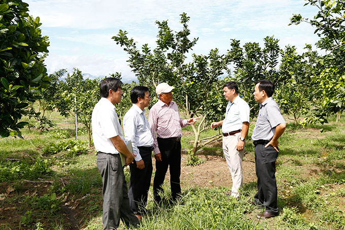 Cơ quan chức năng kiểm tra chuyển đổi cây trồng ở Diên Khánh.