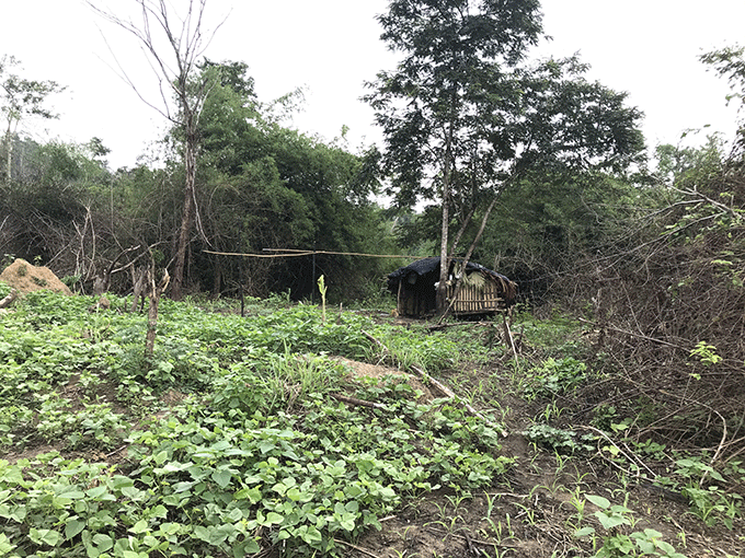 Một lán trại dựng lên trong rừng, xung quanh là ruộng bắp, đậu