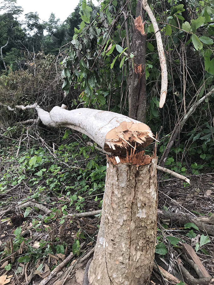 Một gốc cây rừng vừa bị đốn hạ