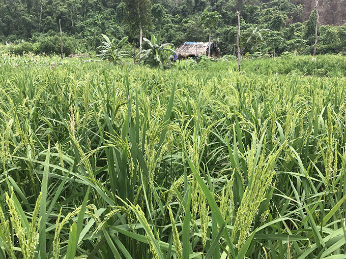 Tại khu vực quy hoạch rừng sản xuất, gia đình ông Cao Tuyến (thôn Sông Búng, xã Ninh Tây) dựng lán trại để trồng lúa