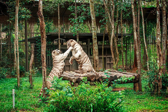Một số loài trong danh mục ưu tiên bảo vệ đã được chăm sóc và sinh sản tốt như hổ Bengal