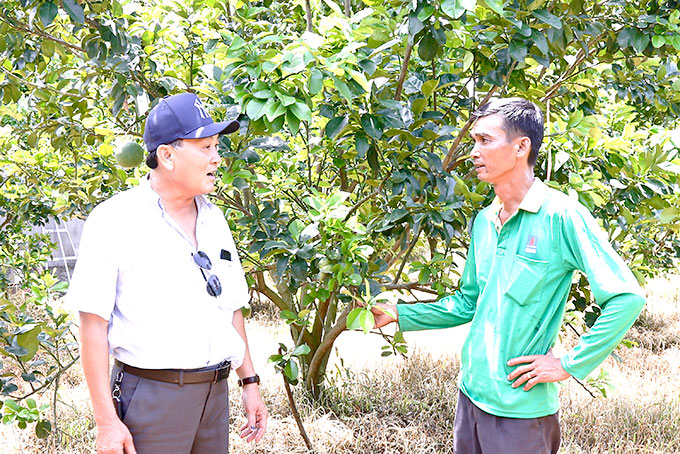 Lãnh đạo Sở Nông nghiệp và Phát triển nông thôn thăm  vườn bưởi da xanh ở Khánh Vĩnh. 