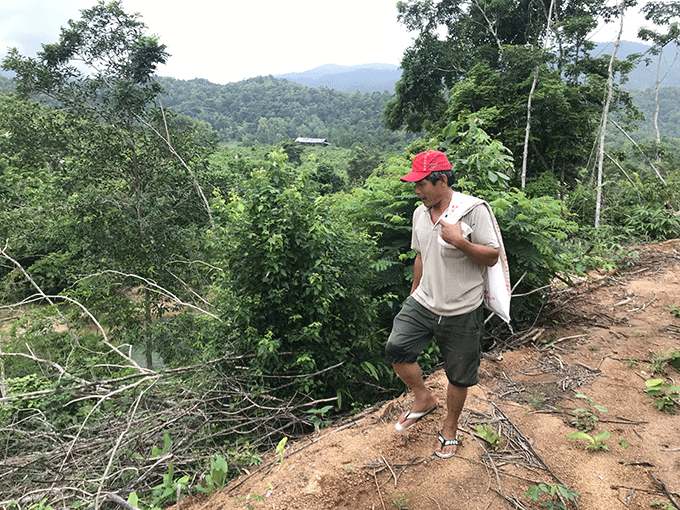 Ông Nguyễn Bá Tùng (ở thôn Xuân Lập, xã Cam Tân), một người rành rọt về những cánh rừng ở Sơn Tân men theo suối Va Ly để tìm nấm