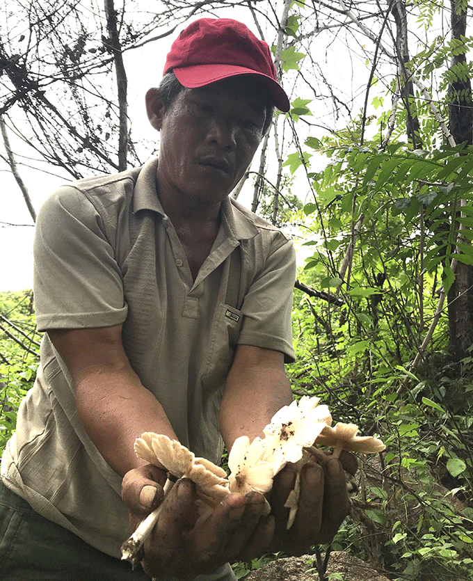 Nấm mối trắng là đặc sản của vùng đất Sơn Tân, nhiều người tìm hái vào dịp đầu mùa, vừa để thưởng thức vị ngọt, thơm của nó, vừa để bán để kiếm thêm thu nhập