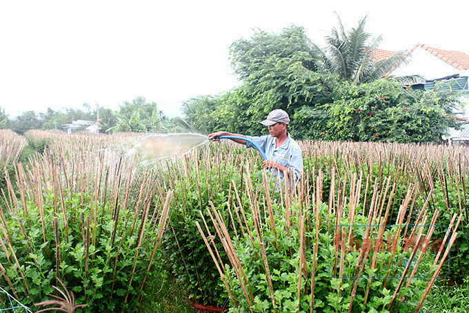 Nỗi niềm hoa Tết