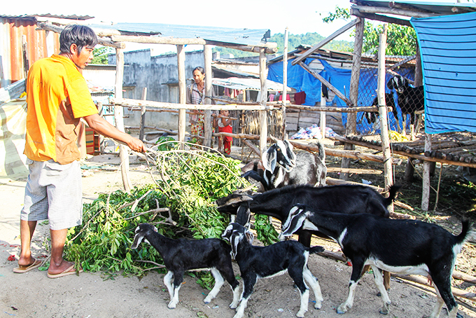 Mô hình nuôi dê ở xã Cam Thành Nam giúp người dân cải thiện thu nhập.