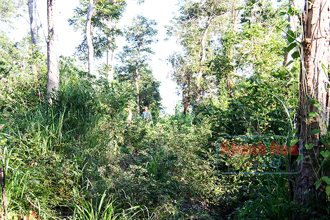 Một đối tượng phát dọn, lấn chiếm đất rừng  căm xe Ninh Tây bỏ chạy khi thấy lực lượng chức năng.