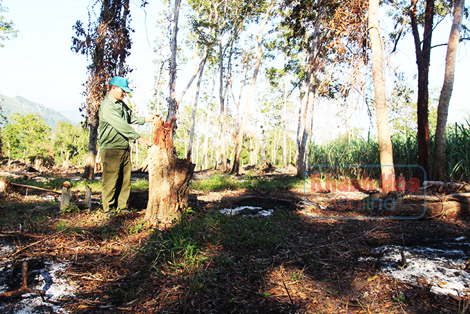 Nhân viên Ban Quản lý rừng phòng hộ Bắc Khánh Hòa  tuần tra liên tục nhưng rừng vẫn bị phá.