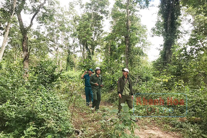Lực lượng liên ngành thị xã Ninh Hòa tuần tra trong rừng căm xe.