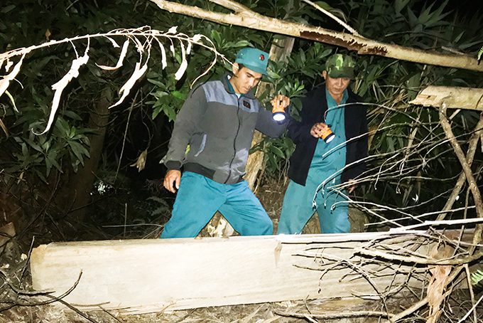 Lực lượng bảo vệ rừng chuyên trách của Công ty Lâm sản Khánh Hòa truy quét, phát hiện gỗ cất giấu trái phép  dọc tuyến đường đèo (ảnh chụp tối 28-12).