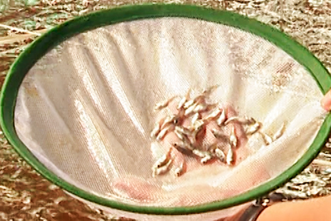 Cá giống hồng Mỹ được ương nuôi  trong bể xi măng tại Công ty TNHH Kiên Thường.