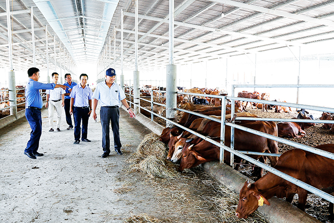 Trang trại chăn nuôi 1.100 con bò tại Khánh Hiệp, Khánh Vĩnh.