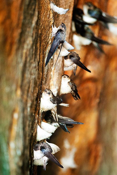 Chim yến Hàng Germani làm tổ  trên vách đá hoa cương đảo yến thiên nhiên Khánh Hòa có giá trị dinh dưỡng cao.
