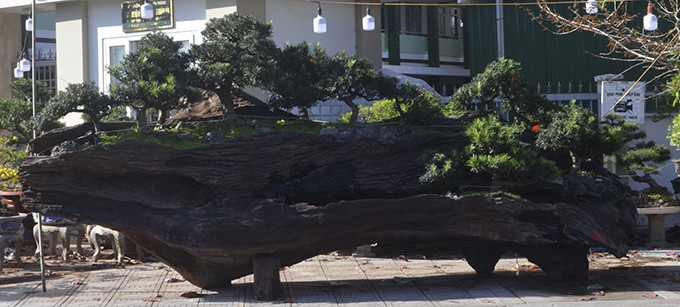 Tùng la hán được trồng trên gỗ lũa cây Sao có chiều dài 6,5m, cao gần 2m giá bán 900 triệu đồng.