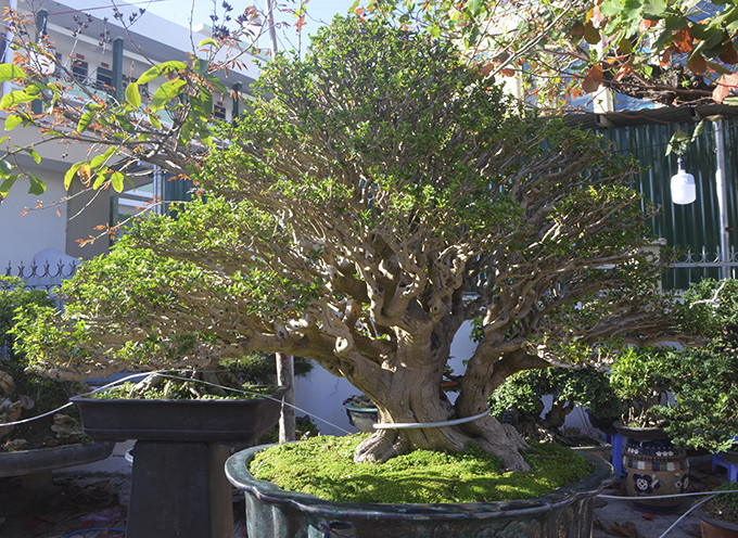 Cây Xanh Vương đạt giải bạc Festival hoa Đà lạt vừa qua, cây có tuổi đời 80 năm, giá bán 180 triệu đồng.