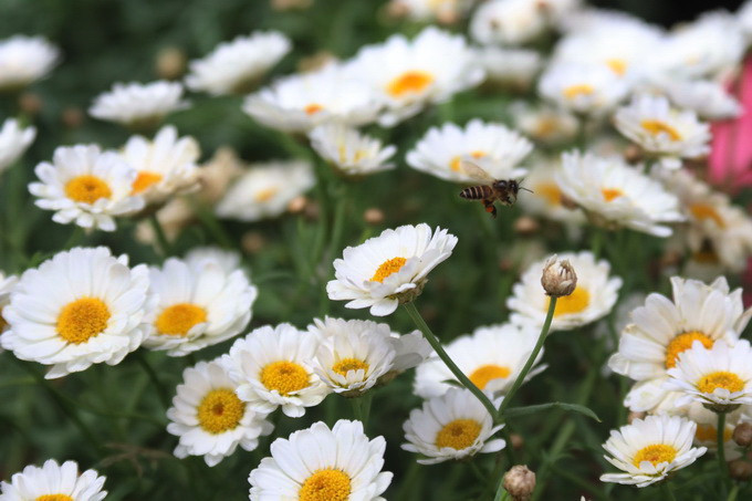 Trong sắc xuân rực rỡ của những loài hoa, bầy ong đã đua nhau tới tìm mật 