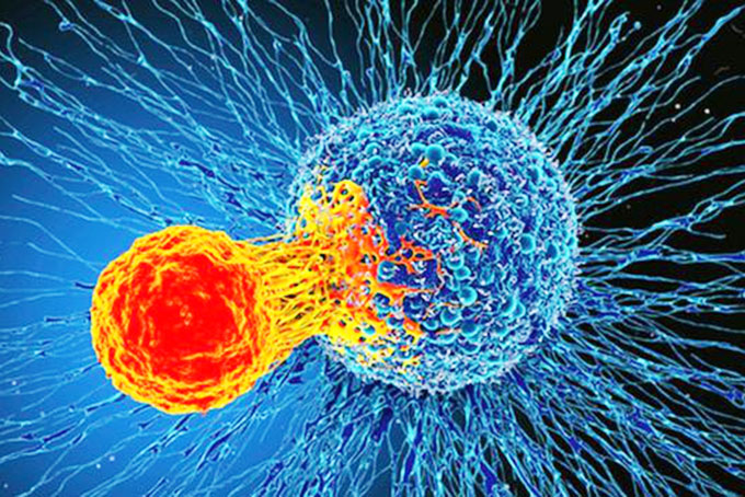 Tế bào T tấn công tế bào ung thư 