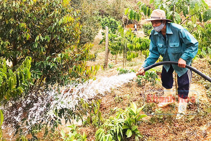 Nông dân xã Sơn Bình (Khánh Sơn) xoay xở nước tưới cho cây sầu riêng.