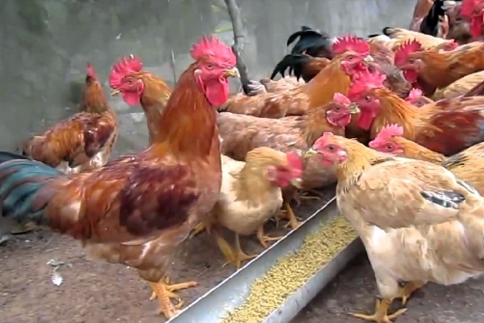 Toàn tỉnh Khánh Hòa không có bệnh cúm gia cầm
