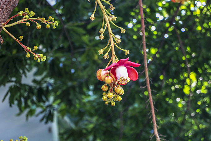 Những cây sala ở Nha Trang