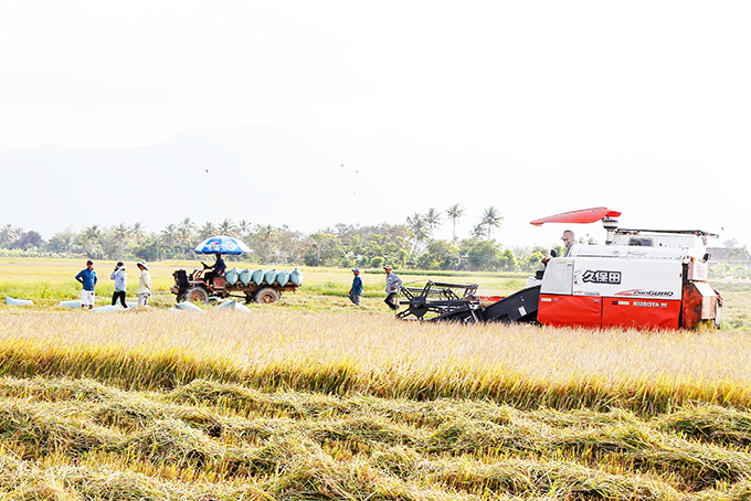 Nông dân Khánh Hòa thu hoạch lúa.