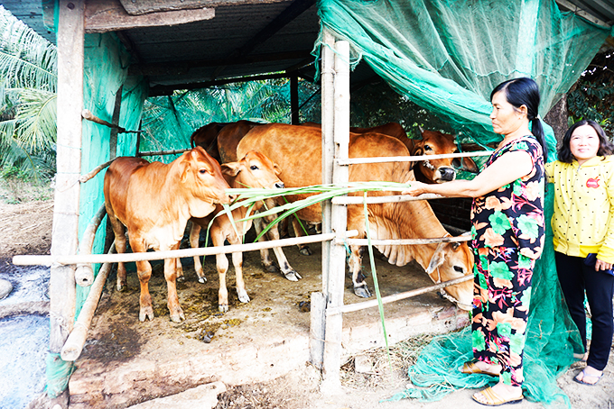 Gia đình bà Nguyễn Thị Hòa vay vốn nuôi bò.