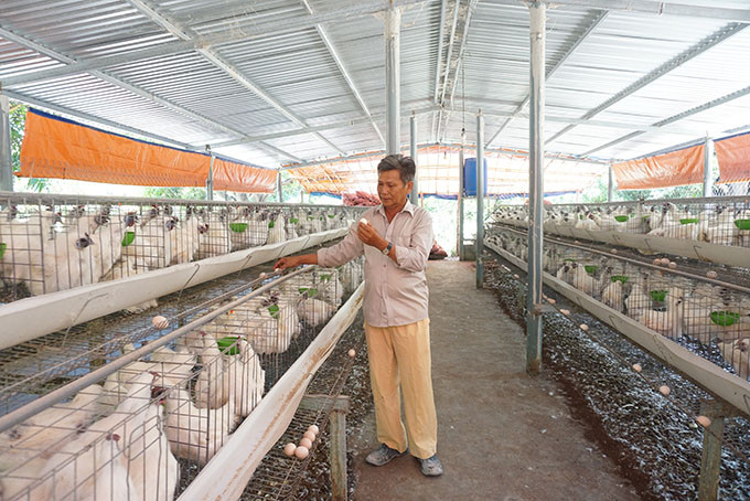 Một hộ chăn nuôi gà ở huyện Cam Lâm. Ảnh: KHÁNH NINH