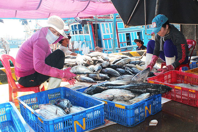Phân loại cá ngừ sọc dưa tại cảng Hòn Rớ.