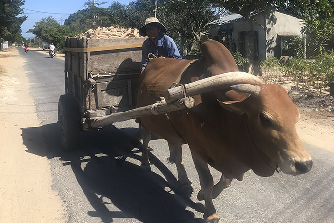 Cam Lâm: Người trồng mì thất thu
