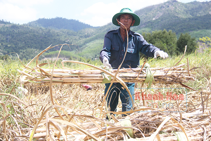Đắng chát vị mía đường