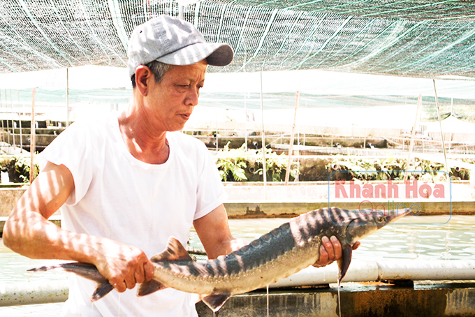 Cá tầm thích ứng rất tốt với nhiệt độ nước lạnh nên tăng trưởng nhanh khi nuôi tại khu vực Khánh Vĩnh.