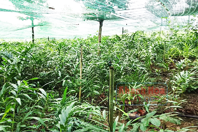 Cây sa nhân trồng ở xã Khánh Hiệp đã lên xanh tốt.
