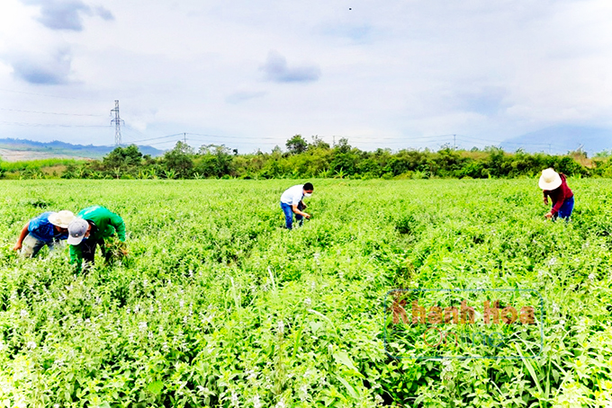Cây bạc hà đã được trồng thành công trên đất xã Sông Cầu, Khánh Vĩnh.
