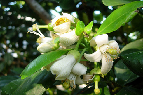 Tác dụng ít ngờ tới của hoa bưởi